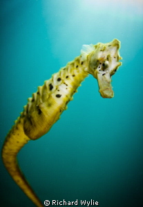 "Curiosity" - Pot Bellied seahorse curious about what I'm... by Richard Wylie 